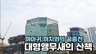 여의도공원에서 까마귀,까치의 공격을 받은 앵무새 공중전