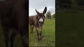 #funny #donkey #sound #barking #viral #amazing #animal #natural #shorts