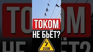  Почему электрики не боятся высокого напряжения: Секрет здесь!