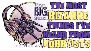 Podcast - The Most Bizarre Things I've Heard from Tarantula Hobbyists