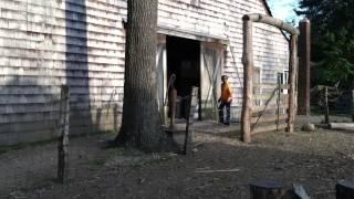 The Running of the Goats at Benner's Farm