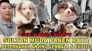 Cek Harga Panen Raya Peternakan Anjing Gembala & Exotic Level Sultan