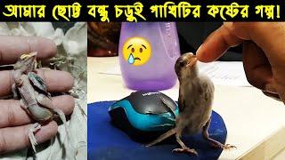 চড়ুই পাখির জীবন কাহিনী | পাখির গল্প :৪৬ | The Life Story Of Sparrow Bird | Ep :03