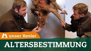 Altersbestimmung beim Schwarzwild | Überläuferbejagung | Wildschwein | Alter | unsere Jagd | #30