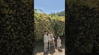 목향장미가 예쁜다하여 찾아간 찻집.#목향장미 #차오름 #마산내서