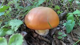 Amanita caesarea, Caesar's mushroom, Цезарский гриб, Мухомор Цезаря, July 10, 2022