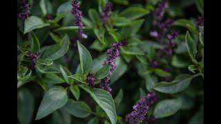 How to Grow, Harvest & Enjoy Thai Basil