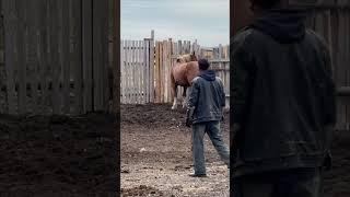Ваня- жеребец вольного табуна#Сибирь#Хакасия#