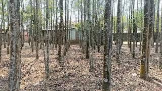 #Agarwoodtree #Farming #Agarplantaions Agarwood big tree farm