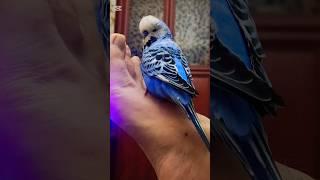 Budgerigar playing #budgies #budgerigarbird #budgerigar_bird #animalworld #animals #parrot #top #rec