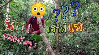 เดินป่าเจอเจ้าที่ขวางทาง รีบถอยแล้ววิ่ง ออกจากป่าให้เร็วที่สุด Survival in the forest ep.4