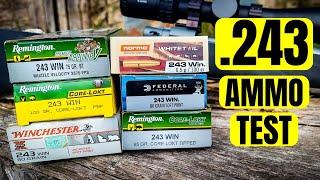 This .243 is a RINGER!!! [.243 AMMO TEST]