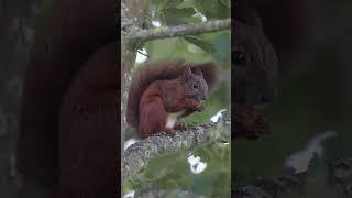 Egern / Squirrel ️