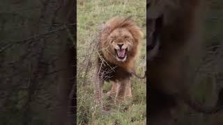 Lions of the Serengeti - One of the Big 5 Game of Africa