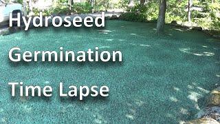 Hydroseed Germination Time-Lapse. Hand Seeding vs. Hydroseeding. Establishing a lawn in full shade.