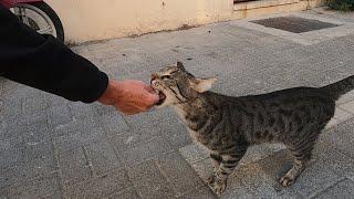 Extremely angry cat bit my hand like it bites a sausage