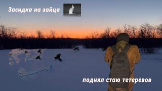 Засидка на зайца, поднял стаю тетеревов