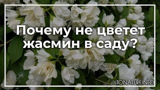 Почему не цветет жасмин в саду? | toNature.Info