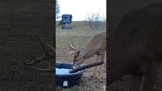 Trail Camera Action! #New #shorts #shortsclip #youtube #youtubeshorts #deer #reveal #deerhunting