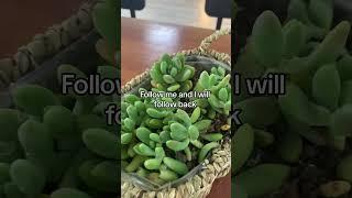 Succulent plant care and home decor ideas#succulents #plantsoftiktok #plantlover