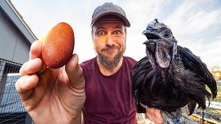 Day in the Life of a Chicken Breeder