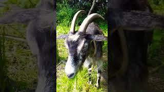  СЕЛЬСКИЙ БЛОГЕР!   ВЗЯЛ ИНТЕРВЬЮ У КОЗЫ!  #деревня #село #приколы #юмор #коза #shorts