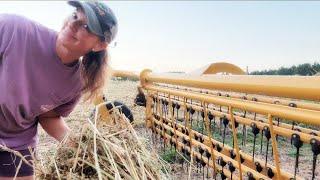 Baling By The Light Of The Moon  Is Hemp Hay Even Worth It?!