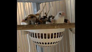 Society Finches Over 2 Hours Watching Nest