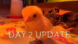 a series: day 2 of owning chicks & ducklings + Bry’s first time in the grass 