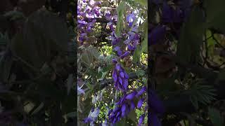  Весна. Чудесное Преображение Природы 11 | Incredibile Trasformazione Primaverile della Natura
