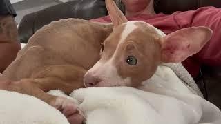 Skin-And-Bone Puppy, Abandoned In An Apartment, Is In IMMEDIATE Need Of Medical Care [STORY BELOW]