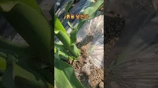 옥수수 떡잎제거 북주기