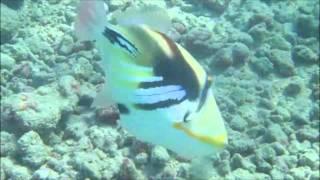 Snorkeling Hanauma Bay