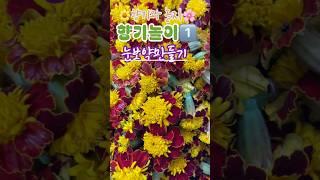 #눈보약만들기 #루테인 #향기놀이 #루테인눈보약 #눈에좋은꽃차만들기