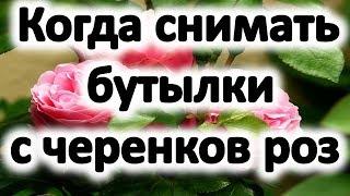 Розы из черенков. Когда снимать бутылки с черенков роз весной