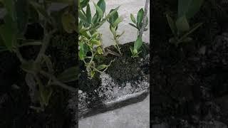 Bonsai.