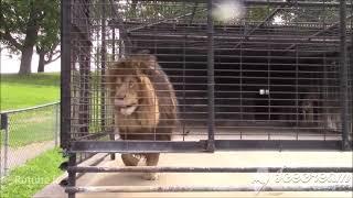 Rutube Un lion montre à des touristes qu ils sont sur son territoire