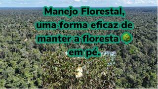 A importância do Manejo Florestal para preservação do meio ambiente.