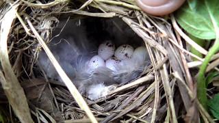 bird nesting walk , new finds