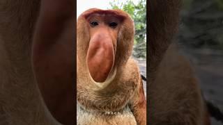 This Monkey Has a GIANT NOSE!  | Proboscis Monkey Facts #short #animals