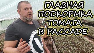 [ГЛАВНАЯ ПОДКОРМКА] ТОМАТА В РАССАДЕ / [ФОСФОРНОЕ ГОЛОДАНИЕ ТОМАТА]