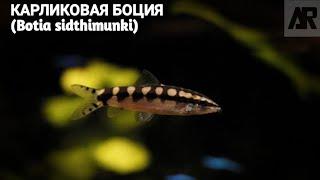 Карликовая Боция | (Botia sidthimunki).