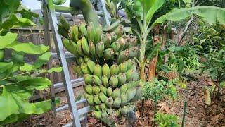 Harvesting The Largest Rack Of Blue Java Bananas In Melbourne Australia!