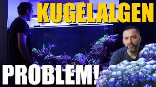 Mein Meerwasseraquarium - PROBLEME, LÖSUNGEN, neue TIERE!!!