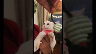 Baby cat ira #catshorts #catlover #adoptcat #catcutevideo