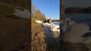 Feeding Swans at Sunset – Calm and Beautiful Vibes 