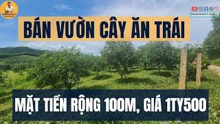 BÁN VƯỜN CÂY ĂN TRÁI KHÁNH NAM KHÁNH VĨNH, RỘNG 100M MẶT ĐƯỜNG BETONG GIÁ 1TY500TR | HOANGGIANGTV