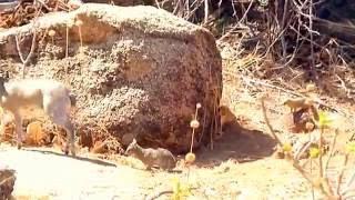 Mongoose vs Klipspringer