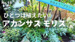 【6月の庭植物】NO.18 ダイナミックな植物アカンサスモリス／2022.6.8