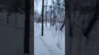 тропа в лесу за лыжной базой #бег #беганутые #коркино #урал